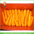 Good Quality Shandong Fresh Carrot